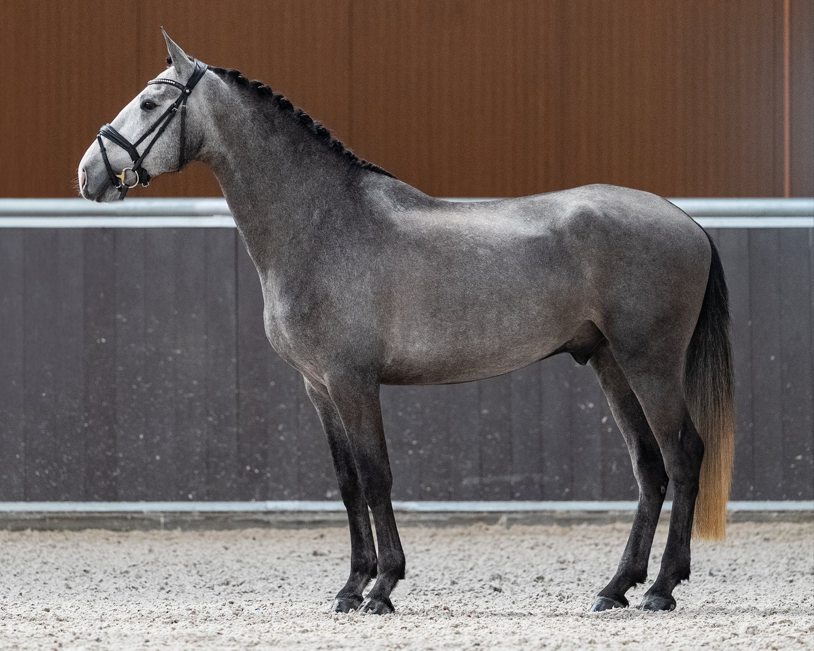 Mantovani's Rolex De La Gesse