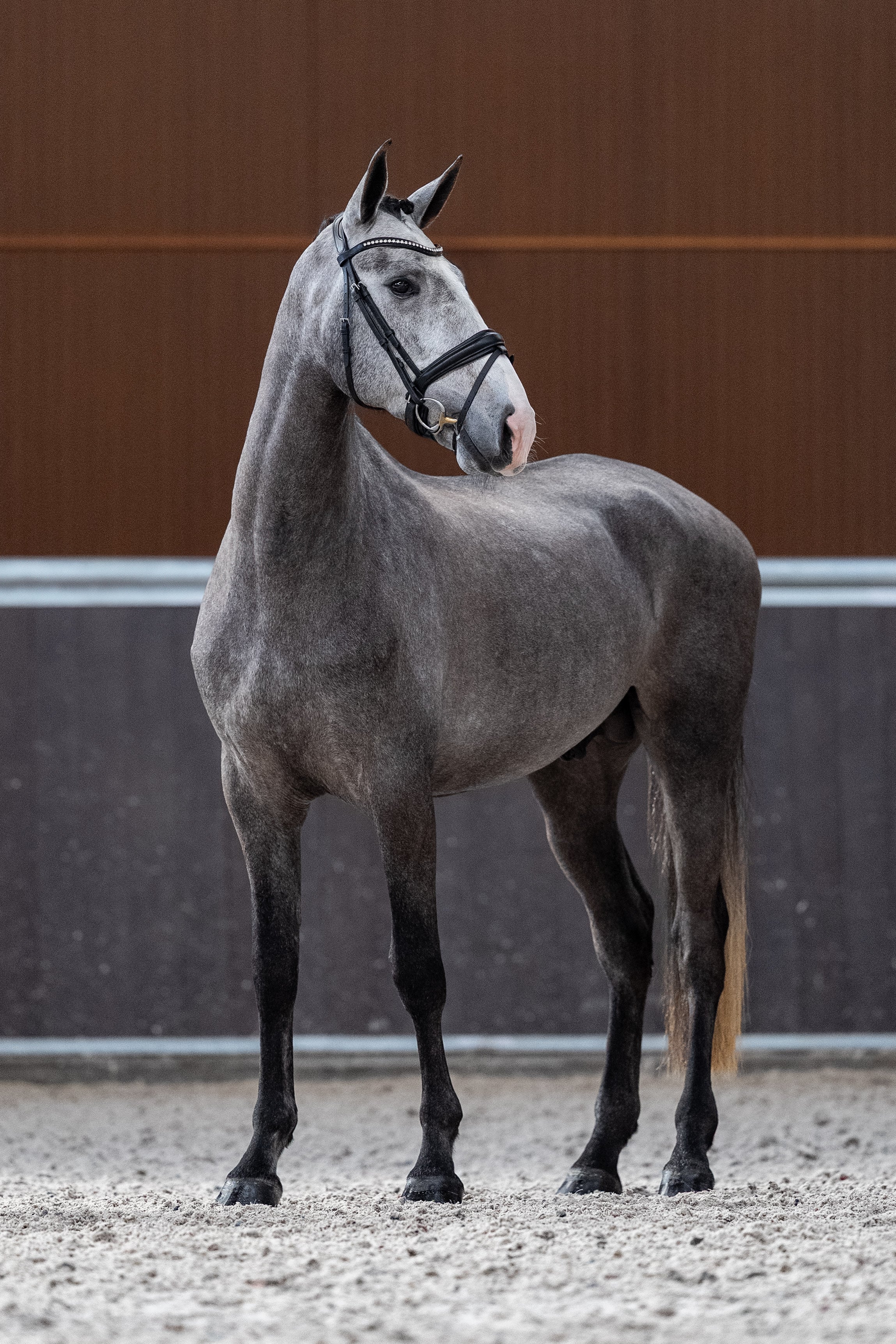 Mantovani's Rolex De La Gesse