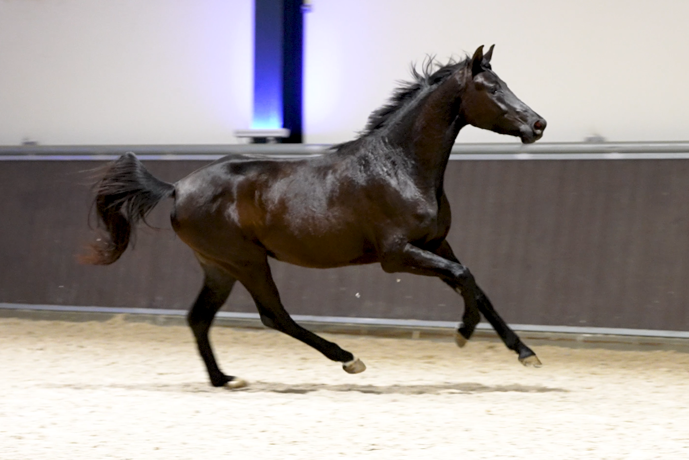 Mantovani's Dynamic Bella