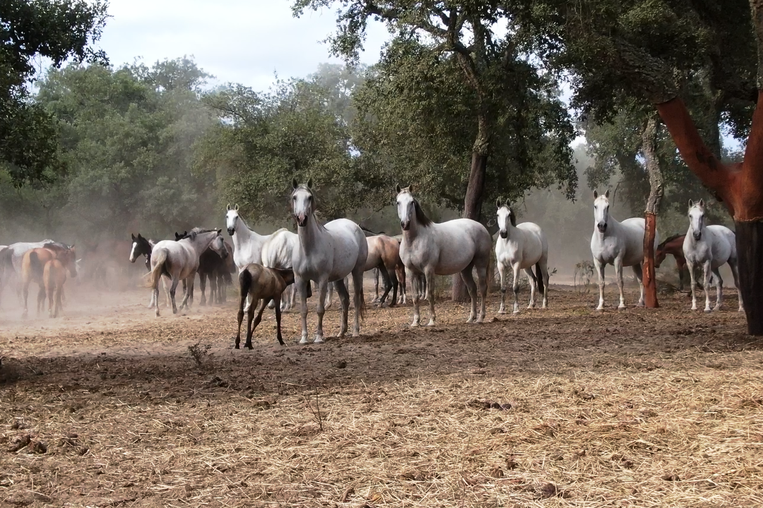 2024: A New Benchmark in Lusitano Breeding