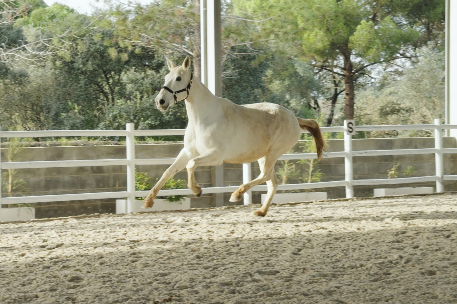 Hipólita (Peralta Pinha x Nuvem)