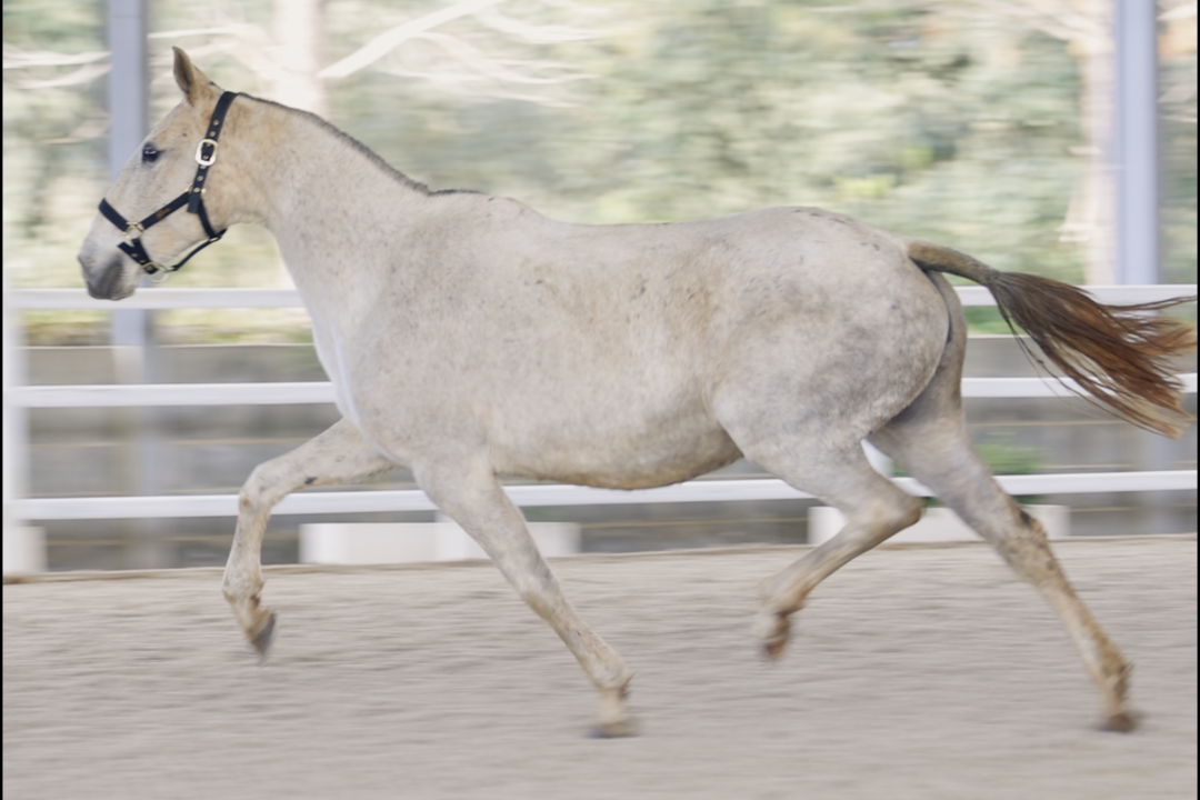 Imperatriz D Atela (Zorro x Asoberana D Atela)