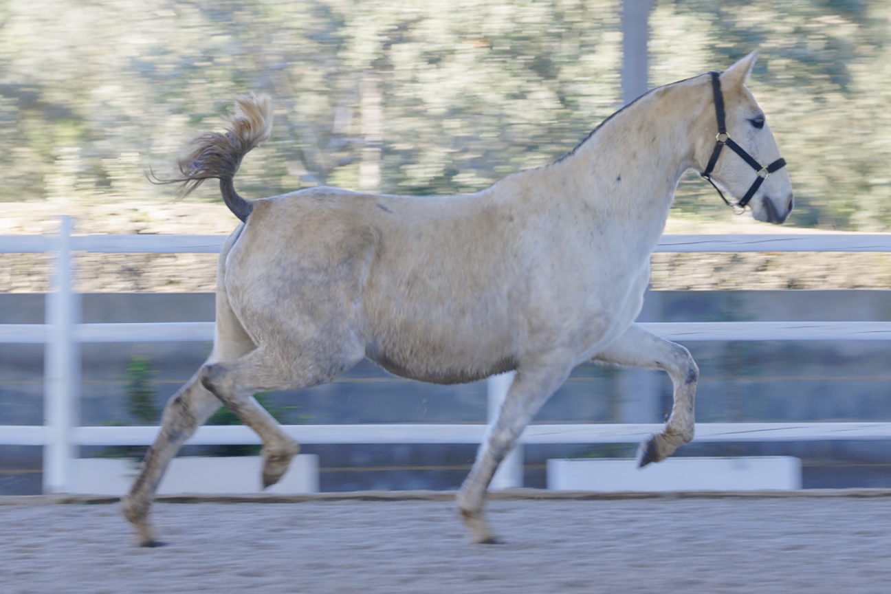 Jura (Navalheiro x Querida)