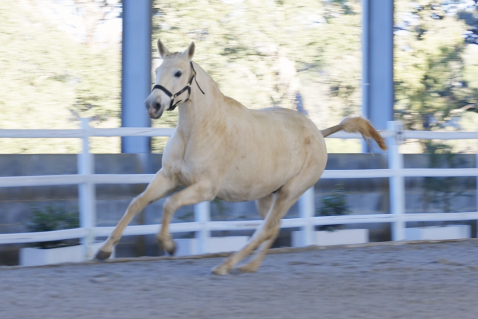 Mexicana (Zaire x Zapata)