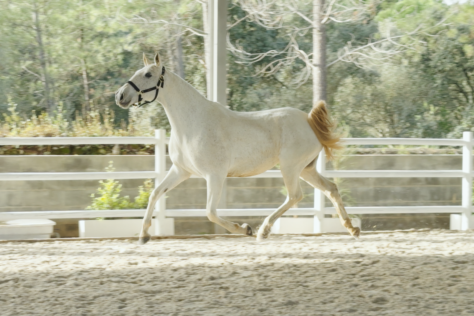 Nina de La Gesse (Peralta Pinha x Gila)