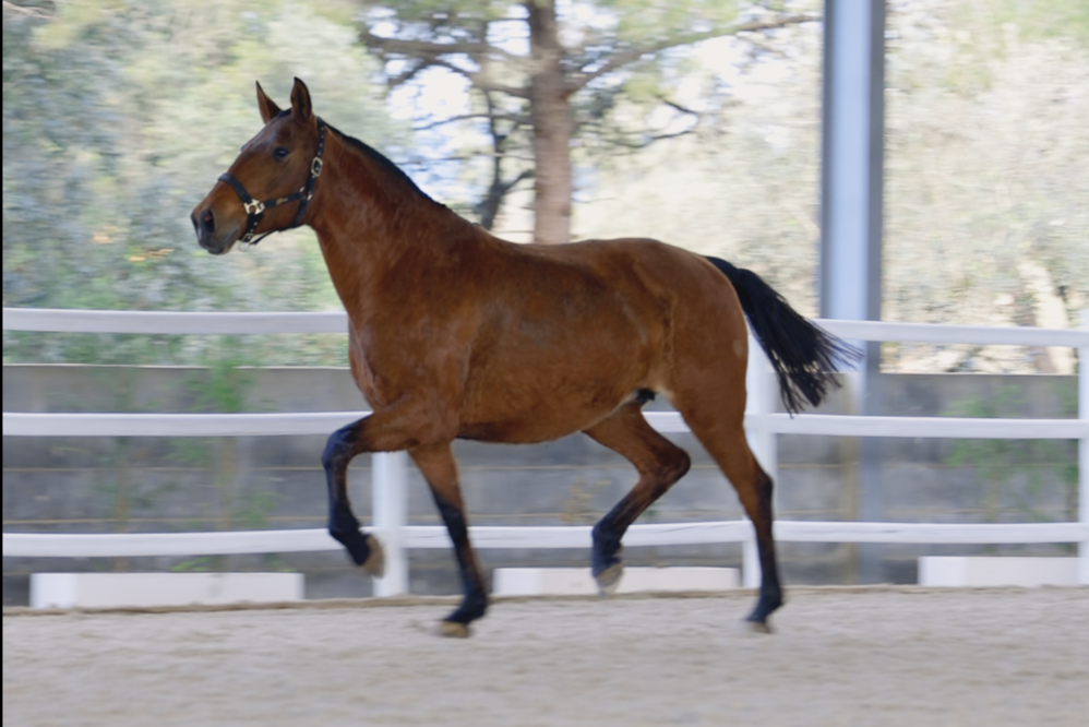 Noah WS (Florio Azul x Ditosa)