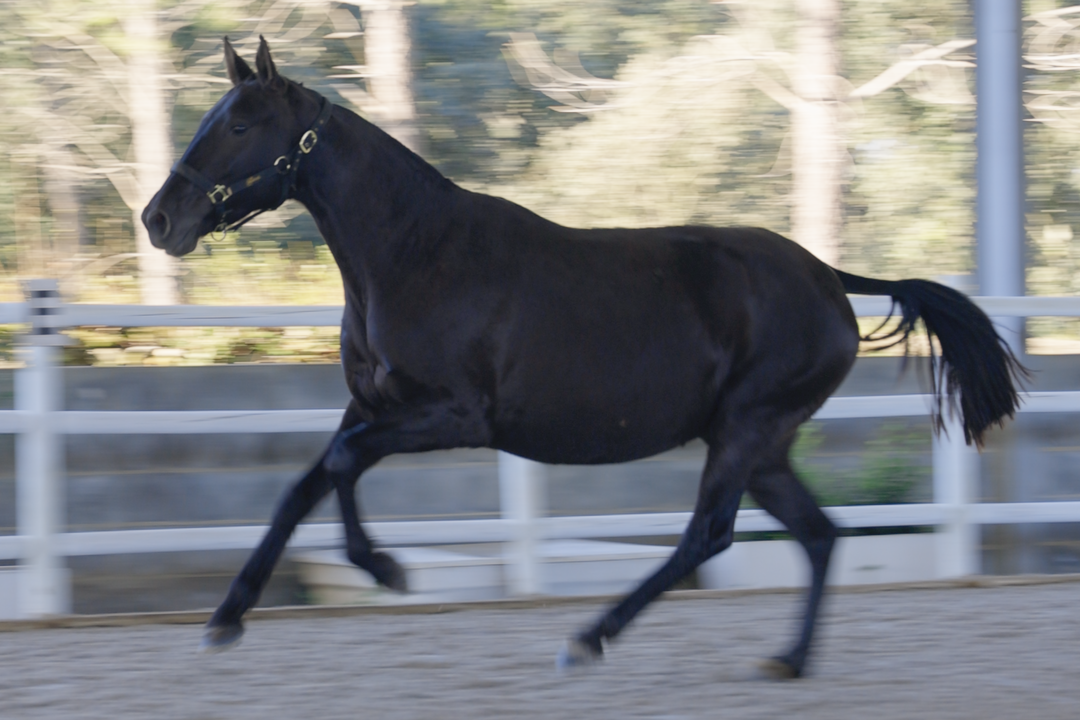 Opale (Diamante Negro x Jamanta)