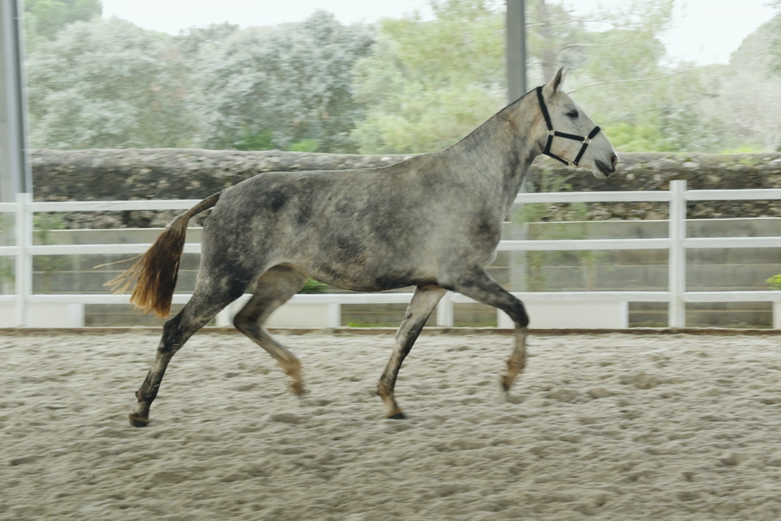 Polvora das Faias (Jackpot x Feeling)