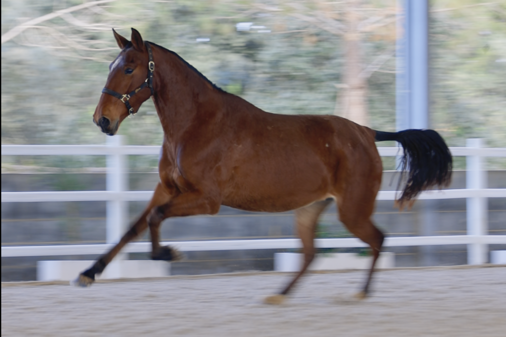 Quinta da Burra (Fundador x Mentirosa)