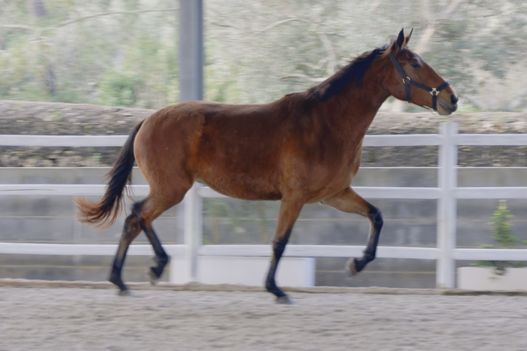 Safira da Caniceira (Escorial x Daisy da Caniceira)