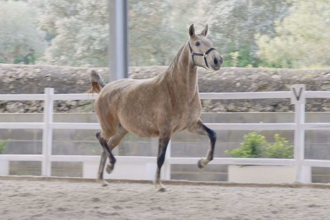 Prata Vale Amarelos (Gitano x Jaqueta)