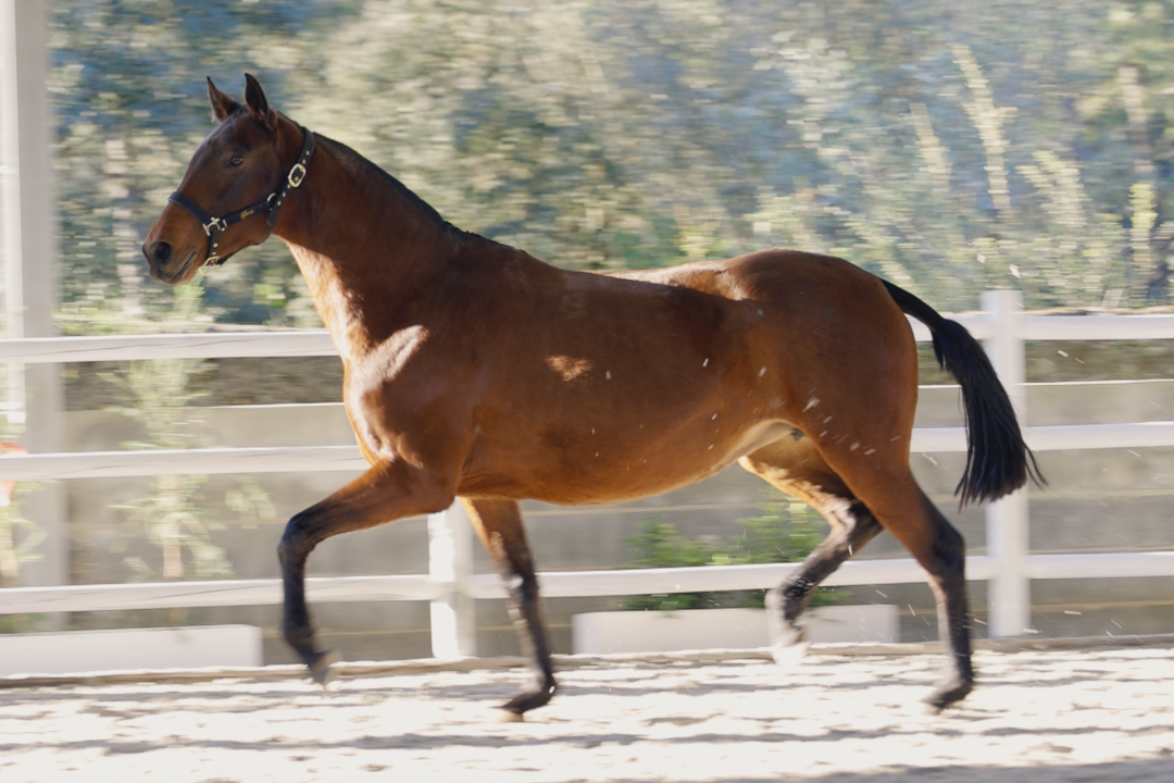 Qaracas La Gesse (Diamante Negro x Malasia)