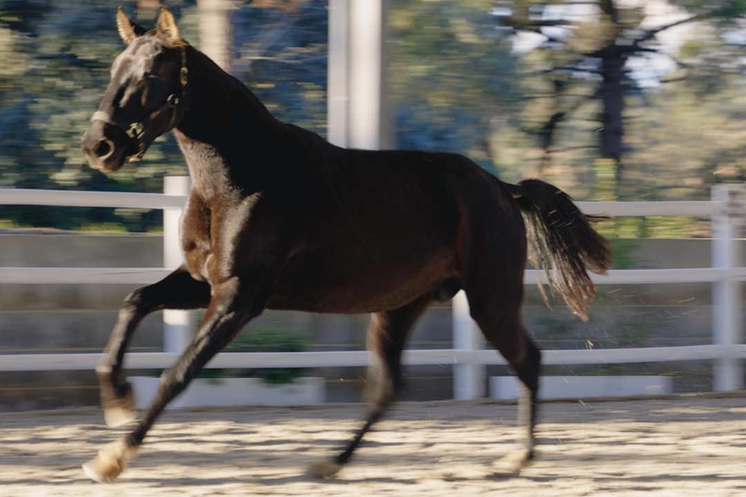 Quieta da Caniceira (Diamante Negro x Harmonia Caniceira)