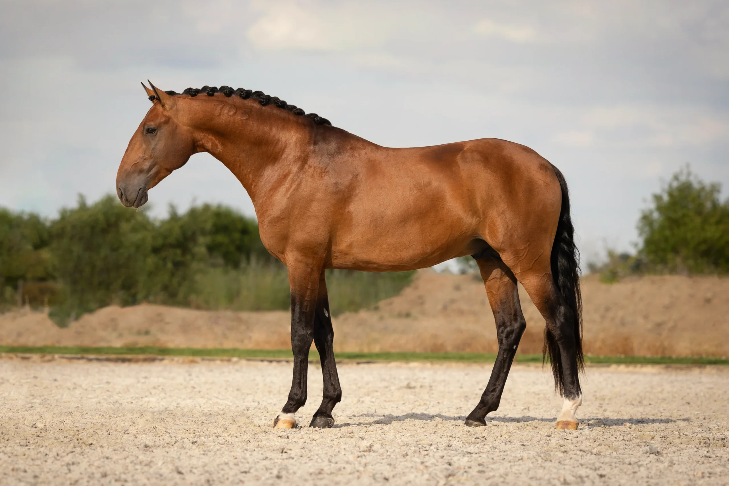 Nuelo-HorseCampline-LusitanoWorld-ByRitaVitorino-5460
