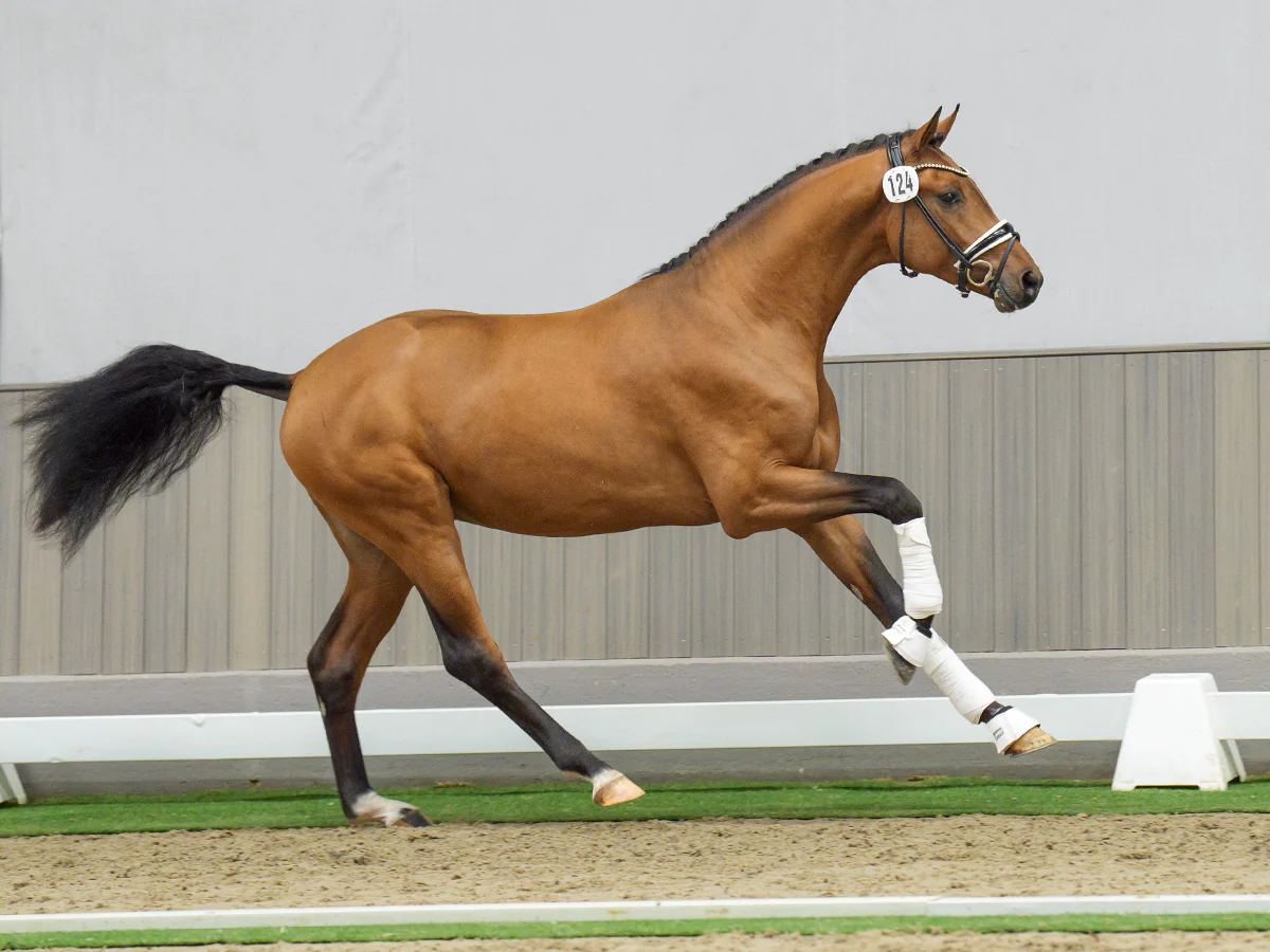 22_124_Franz_Joseph_Junior_-_Sir_Donnerhall_I-06476