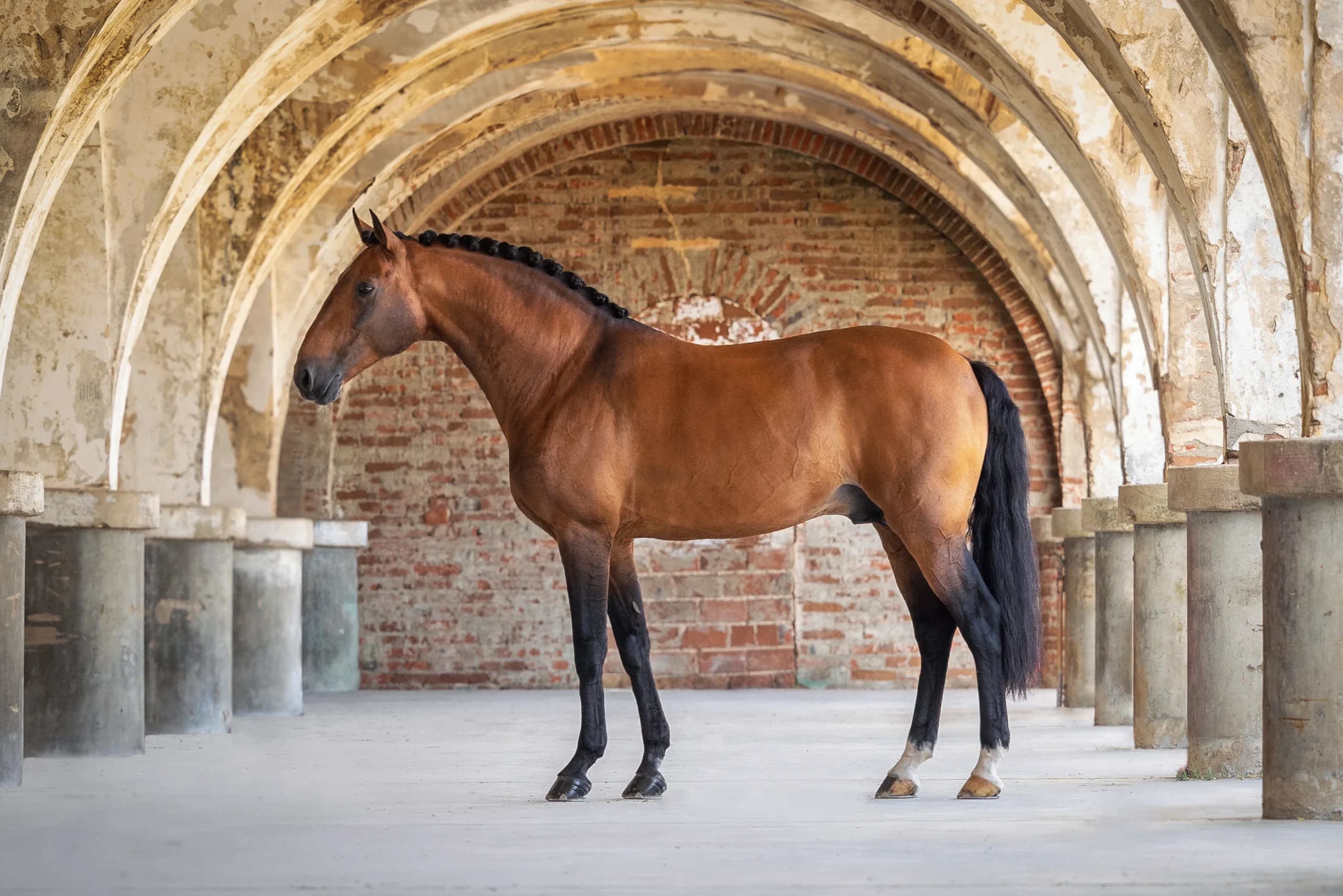 Escorial-HorseCampline-LusitanoWorld-ByRitaVitorino-4672-2