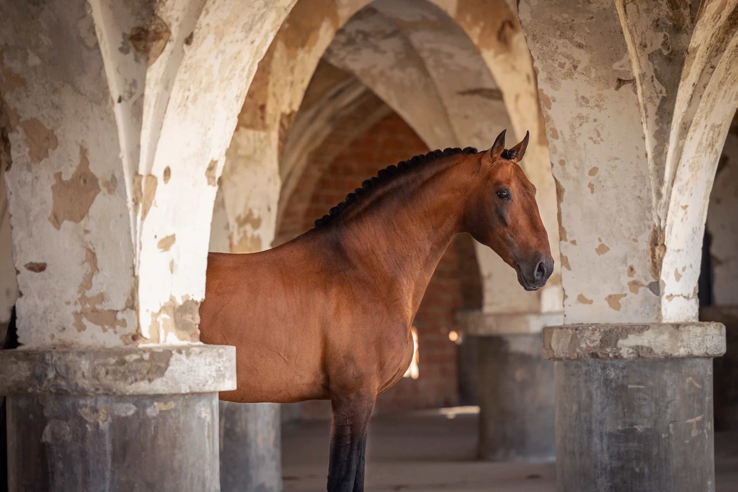 Escorial-HorseCampline-LusitanoWorld-ByRitaVitorino-4763