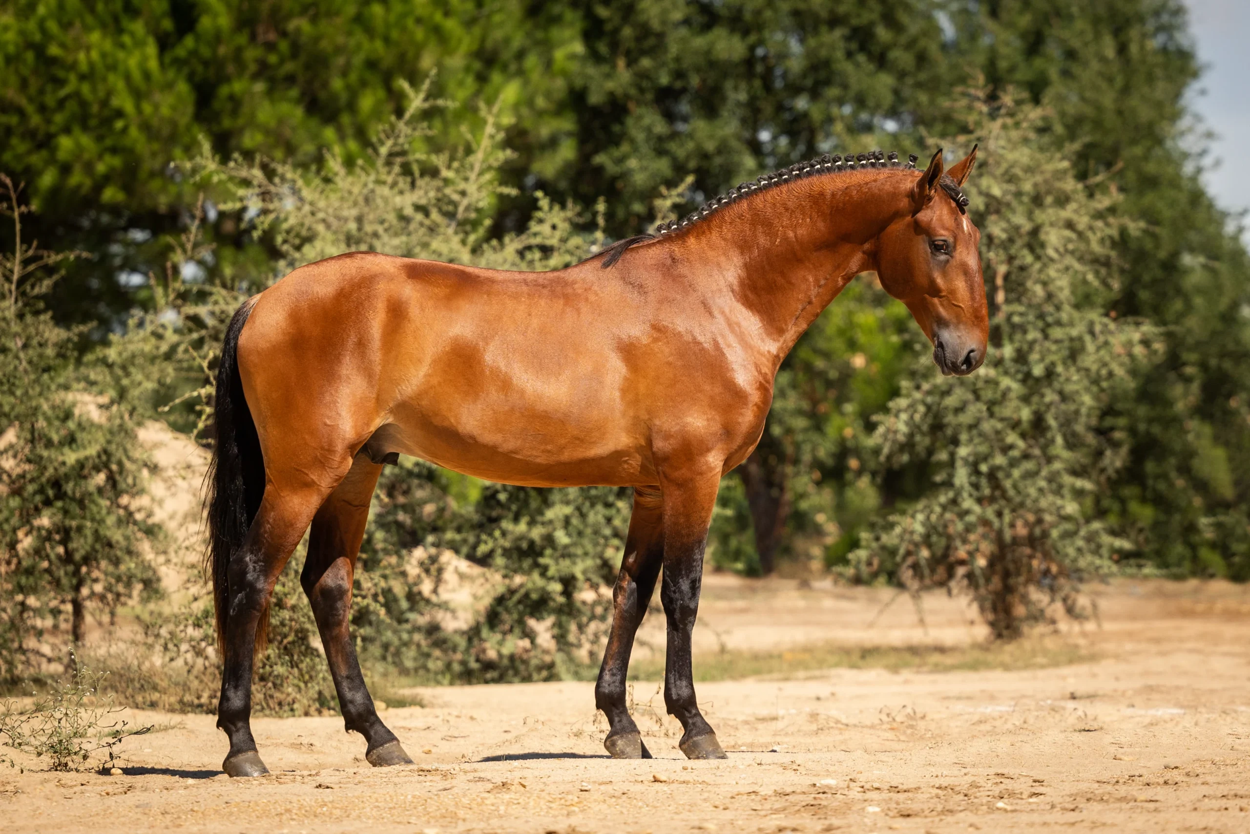 OriondeLaGesseCamplineHorses_LusitanoWorldByRitaVitorino-9061