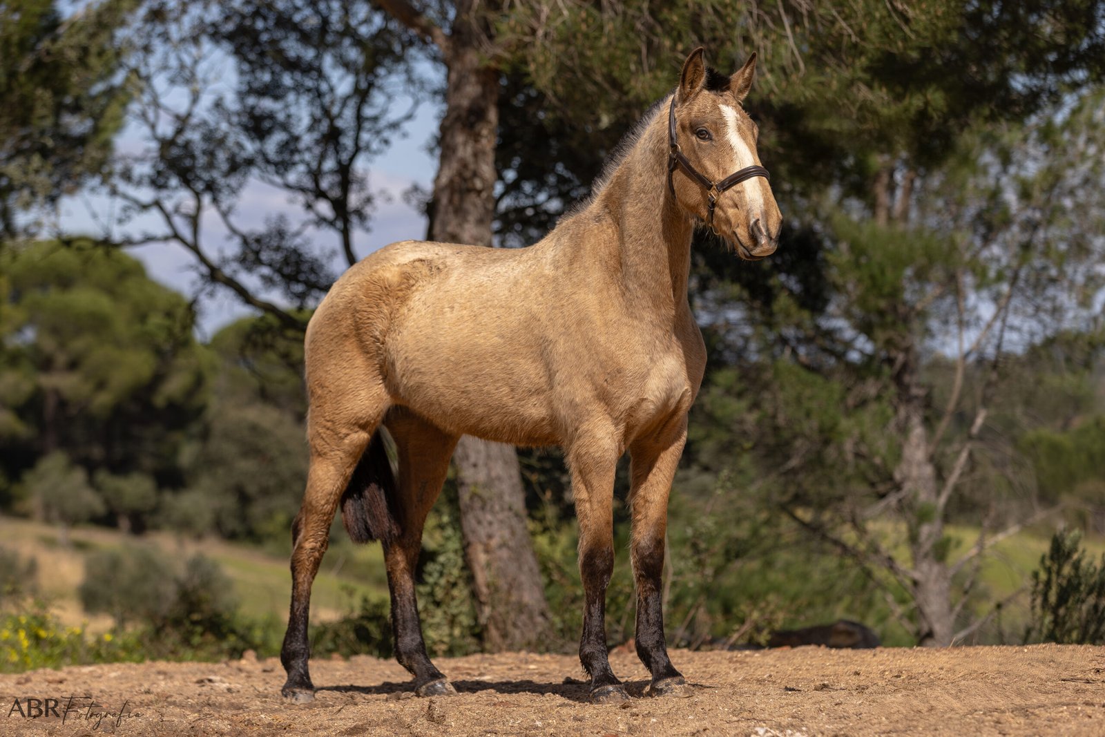 Realeza da Caniceira