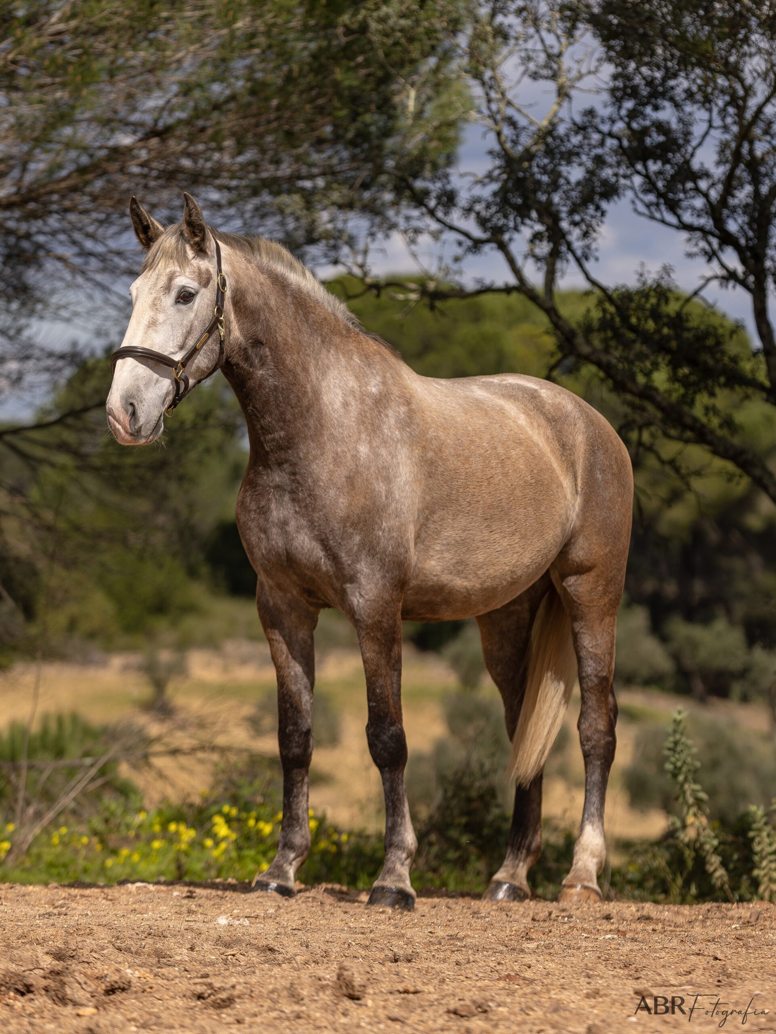 Rainha das Figueiras